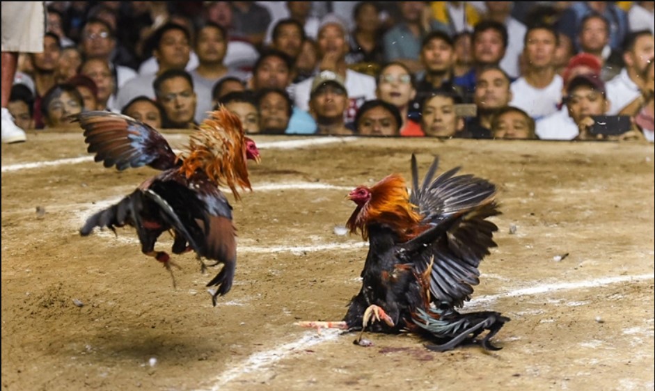 Giới thiệu đôi nét về sảnh game đá gà Nohu